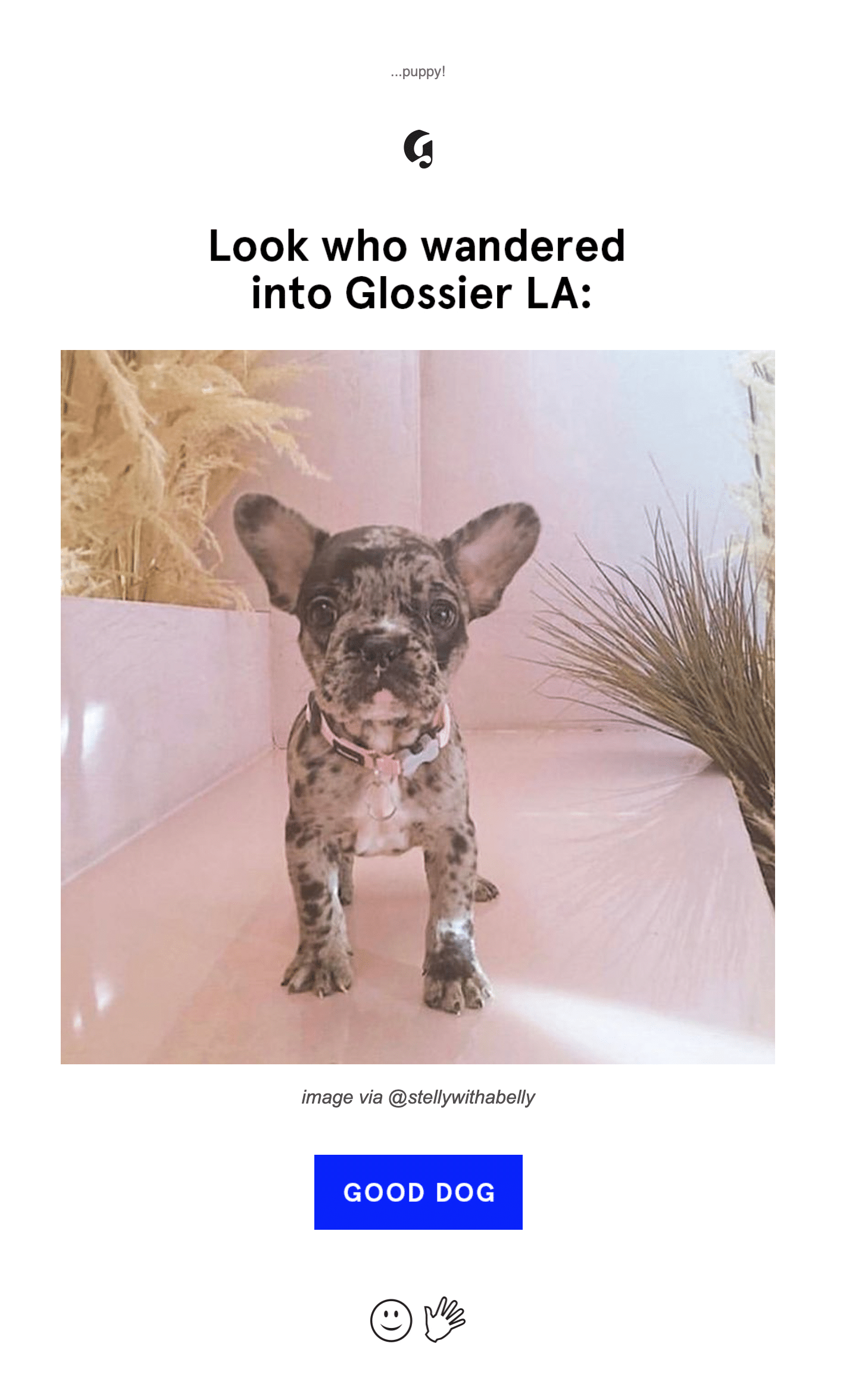 This email from Glossier was a great surprise for this subscriber! The cute pup was a treat in an otherwise work-obsessed inbox.
